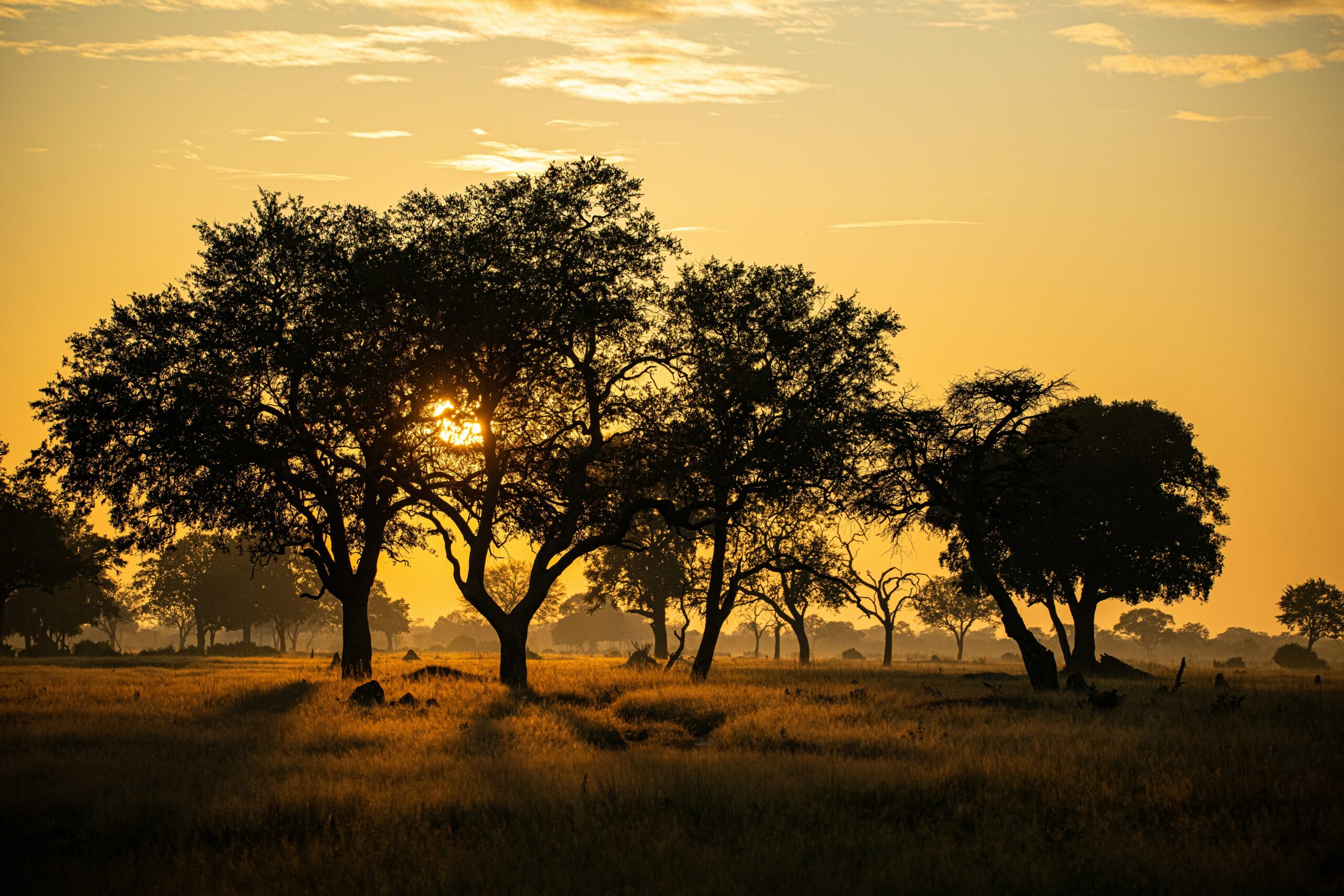 birger-strahl-qE6ap5keGCo-unsplash